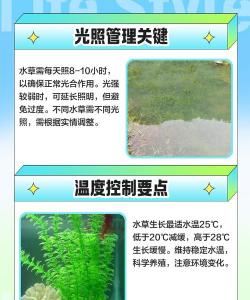 水草的栽培,新手入门指南,轻松打造水下花园 水草的栽培,新手入门指南,轻松打造水下花园