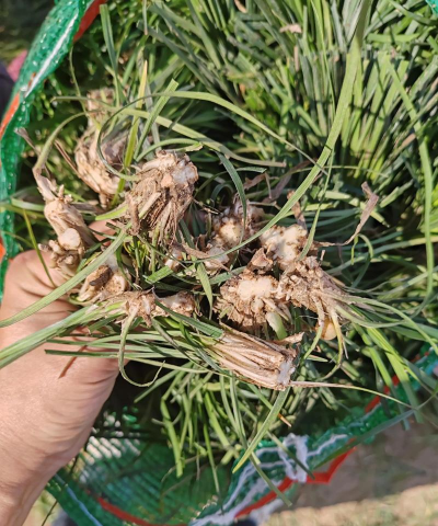 麦冬栽培种植技术,选对方法,轻松上手 麦冬栽培种植技术,选对方法,轻松上手