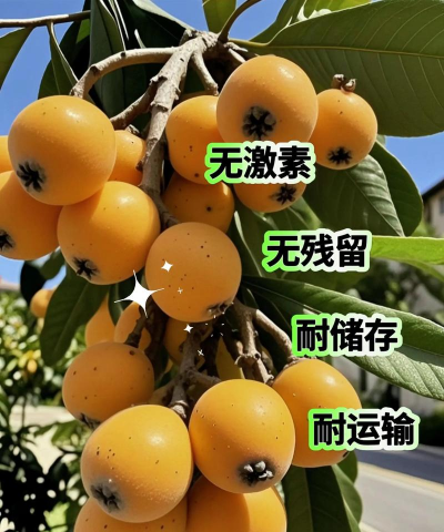 枇杷树怎么防治,常见病害识别,有效管理方法 枇杷树怎么防治,常见病害识别,有效管理方法