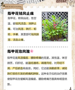 指甲花怎么养才能开花,掌握关键技巧,轻松实现爆盆 指甲花怎么养才能开花,掌握关键技巧,轻松实现爆盆