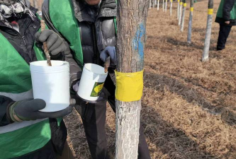 古树防治蚊蝇,减少虫害困扰,保护树木健康 古树防治蚊蝇,减少虫害困扰,保护树木健康