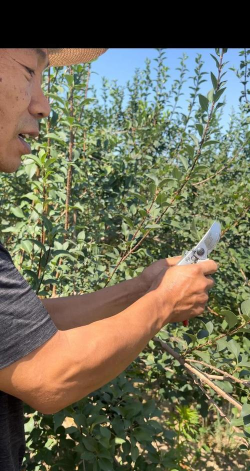 连翘的栽培技术,掌握关键步骤,轻松培育健康植株 连翘的栽培技术,掌握关键步骤,轻松培育健康植株