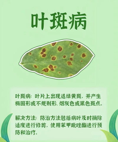 法桐树防治夜蛾,识别虫害特征,掌握有效方法 法桐树防治夜蛾,识别虫害特征,掌握有效方法