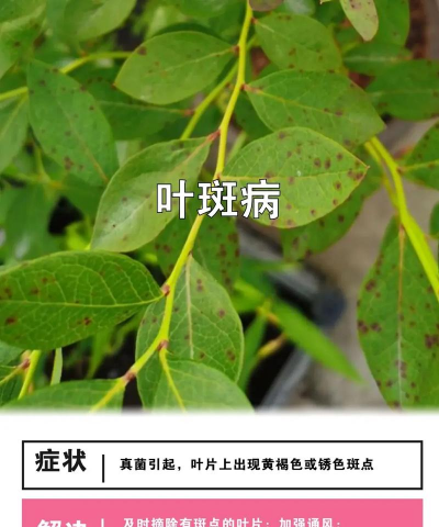 蓝莓死树防治,找准原因,对症下药 蓝莓死树防治,找准原因,对症下药