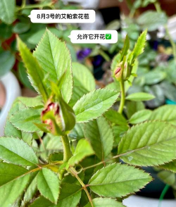 月季花梅雨季节怎么养,避免烂根黄叶,保持健康生长 月季花梅雨季节怎么养,避免烂根黄叶,保持健康生长