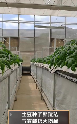 立柱式气雾栽培,高效种植新法,轻松管理省空间 立柱式气雾栽培,高效种植新法,轻松管理省空间