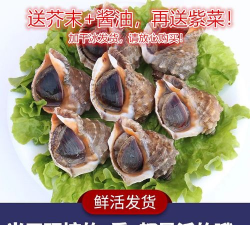 活花螺怎么养到第二天,保存技巧,延长鲜活时间 活花螺怎么养到第二天,保存技巧,延长鲜活时间