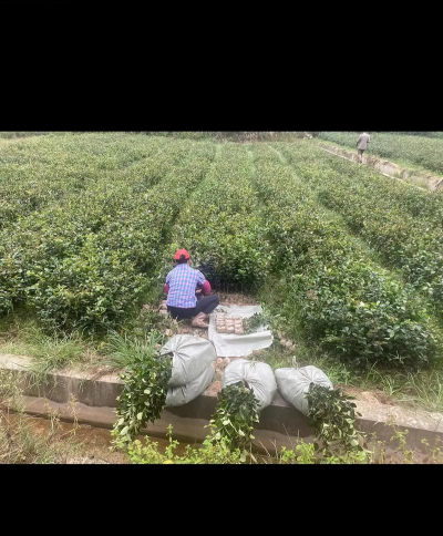 油茶种植栽培技术,选对品种,掌握关键步骤 油茶种植栽培技术,选对品种,掌握关键步骤