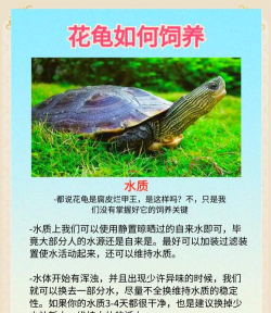 花怎么养乌龟,新手常见误区,实用饲养指南 花怎么养乌龟,新手常见误区,实用饲养指南