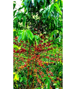 咖啡树害虫防治,识别常见虫害,掌握有效方法 咖啡树害虫防治,识别常见虫害,掌握有效方法