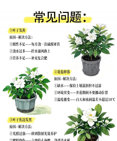 栀子花怎么养,新手入门指南,轻松掌握养护技巧 栀子花怎么养,新手入门指南,轻松掌握养护技巧