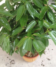 平安树黑斑防治,识别早期症状,掌握有效方法 平安树黑斑防治,识别早期症状,掌握有效方法