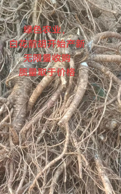 前胡栽培技术,选对方法,轻松上手 前胡栽培技术,选对方法,轻松上手