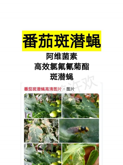 西红柿树虫害防治,识别常见害虫,掌握有效方法 西红柿树虫害防治,识别常见害虫,掌握有效方法