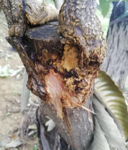 板栗树病防治,常见病害识别,有效应对方法 板栗树病防治,常见病害识别,有效应对方法