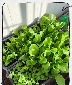 栽培小白菜,轻松上手,家庭菜园首选 栽培小白菜,轻松上手,家庭菜园首选