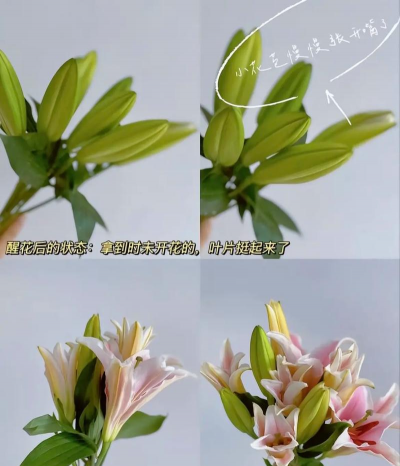 百合花怎么养,新手入门,轻松上手 百合花怎么养,新手入门,轻松上手