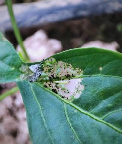 树斜纹夜蛾防治,识别虫害特征,掌握有效方法 树斜纹夜蛾防治,识别虫害特征,掌握有效方法