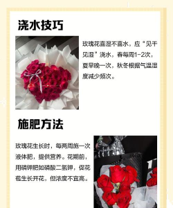 玫瑰花怎么养多肉,掌握关键技巧,轻松爆盆 玫瑰花怎么养多肉,掌握关键技巧,轻松爆盆