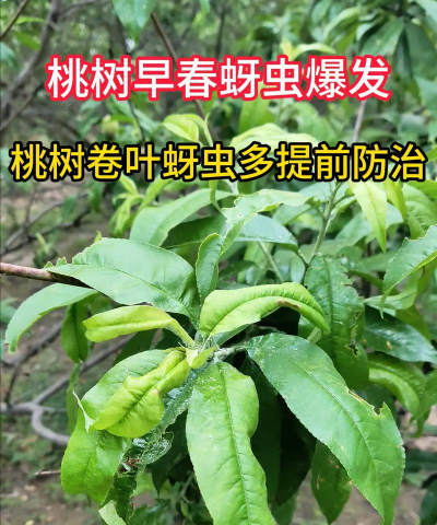 树蚜怎样防治,快速见效方法,家庭园艺必备 树蚜怎样防治,快速见效方法,家庭园艺必备