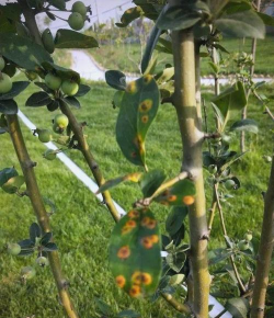 海棠树病害防治,常见问题识别,有效处理方法 海棠树病害防治,常见问题识别,有效处理方法