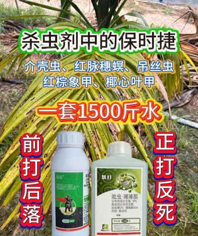 槟榔树虫害防治,识别常见虫害,掌握有效方法 槟榔树虫害防治,识别常见虫害,掌握有效方法