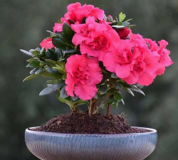 杜鹃花怎么养兔子,常见误区解析,新手避坑指南 杜鹃花怎么养兔子,常见误区解析,新手避坑指南