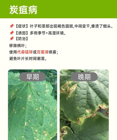 黄瓜树怎么防治,常见病害识别,有效管理方法 黄瓜树怎么防治,常见病害识别,有效管理方法