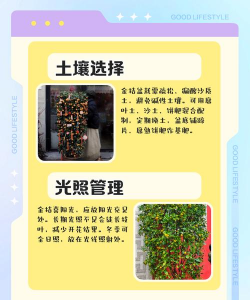 桔子树的栽培技术,选对品种,掌握关键步骤 桔子树的栽培技术,选对品种,掌握关键步骤