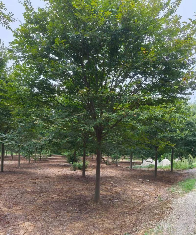 榉树病害防治,常见问题识别,有效处理方法 榉树病害防治,常见问题识别,有效处理方法