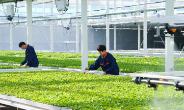 蔬菜设施栽培,提升种植效率,保障蔬菜供应 蔬菜设施栽培,提升种植效率,保障蔬菜供应