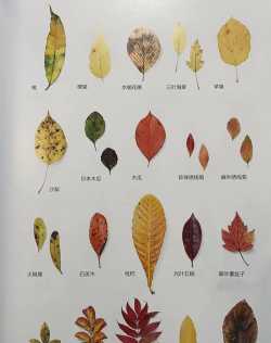 树落叶怎么防治,找准原因,对症下药 树落叶怎么防治,找准原因,对症下药