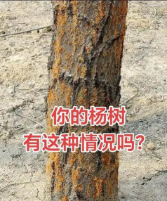 树腐烂如何防治,找准病因,科学处理 树腐烂如何防治,找准病因,科学处理