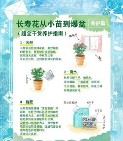 长寿花怎么养,轻松爆盆,四季开花 长寿花怎么养,轻松爆盆,四季开花