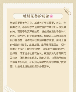 杜鹃花怎么养乌龟,常见误区解析,实用饲养建议 杜鹃花怎么养乌龟,常见误区解析,实用饲养建议
