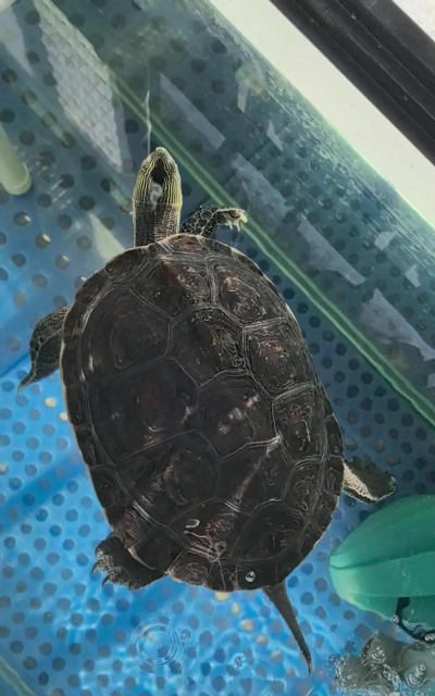 牡丹花怎么养乌龟,常见误区解析,新手避坑指南 牡丹花怎么养乌龟,常见误区解析,新手避坑指南