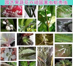 紫薇树防治蚂蚁,常见问题解析,实用方法分享 紫薇树防治蚂蚁,常见问题解析,实用方法分享