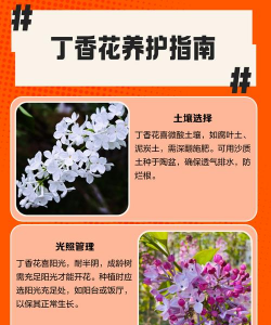 丁香花怎么养,掌握关键技巧,轻松花开满枝 丁香花怎么养,掌握关键技巧,轻松花开满枝