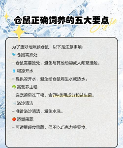 火鹤花怎么养仓鼠,常见误区解析,新手避坑指南 火鹤花怎么养仓鼠,常见误区解析,新手避坑指南