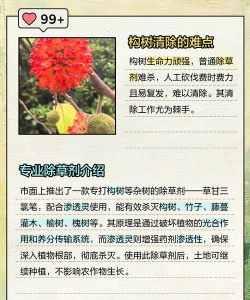 楸树枯枝防治,找准原因,对症下药 楸树枯枝防治,找准原因,对症下药