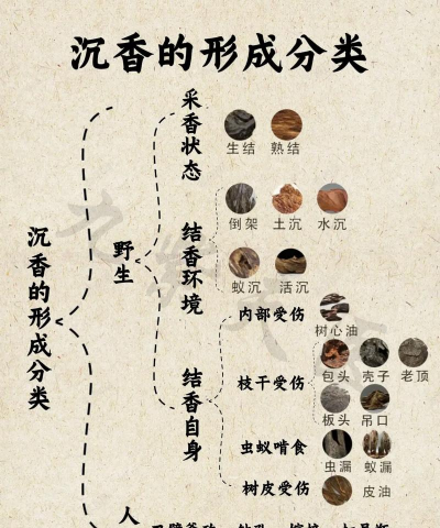 沉香的栽培,选对方法,轻松上手 沉香的栽培,选对方法,轻松上手