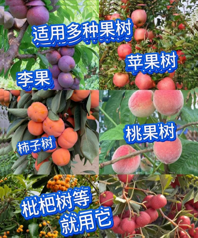 黄皮树天牛防治,识别虫害特征,掌握有效方法 黄皮树天牛防治,识别虫害特征,掌握有效方法