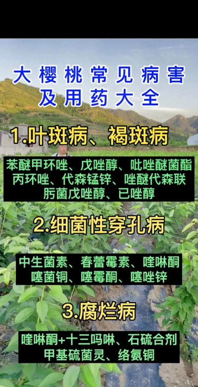 樱桃病毒树防治,识别早期症状,采取有效手段 樱桃病毒树防治,识别早期症状,采取有效手段