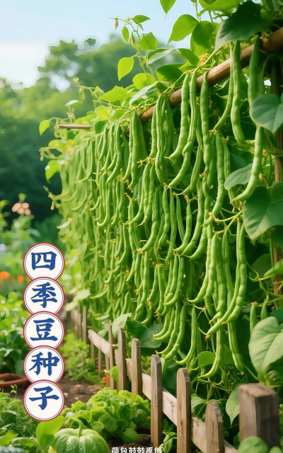 四季豆栽培,掌握关键技巧,轻松收获满满 四季豆栽培,掌握关键技巧,轻松收获满满
