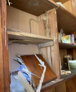 栾树防治白蚁,找准关键方法,保护树木健康 栾树防治白蚁,找准关键方法,保护树木健康