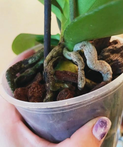 防治树烂根,找准原因,对症下药 防治树烂根,找准原因,对症下药