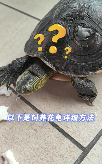 中华花龟怎么养,新手入门指南,轻松养好不费劲 中华花龟怎么养,新手入门指南,轻松养好不费劲