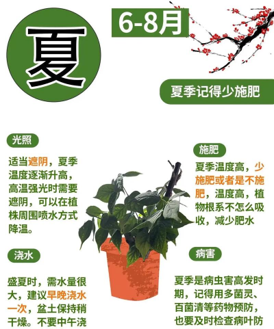 红梅的栽培,选对品种,掌握关键技巧 红梅的栽培,选对品种,掌握关键技巧