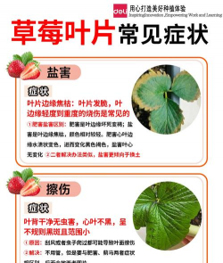 草莓树病害防治,识别常见问题,掌握应对方法 草莓树病害防治,识别常见问题,掌握应对方法