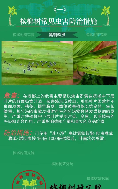 槟榔树防治方法,常见问题解析,实用操作指南 槟榔树防治方法,常见问题解析,实用操作指南
